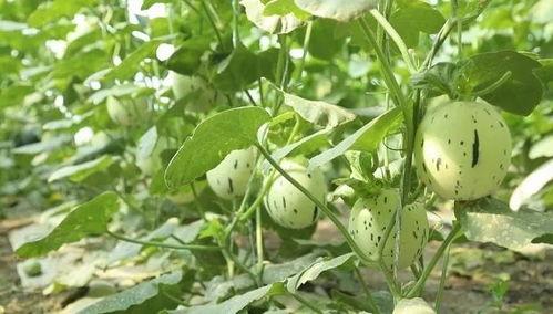 瓜州免费吃瓜吗,免费瓜果盛宴等你来尝