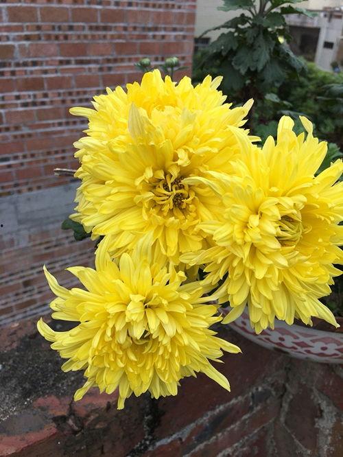 日本菊花在线观看,穿越时空的浪漫邂逅