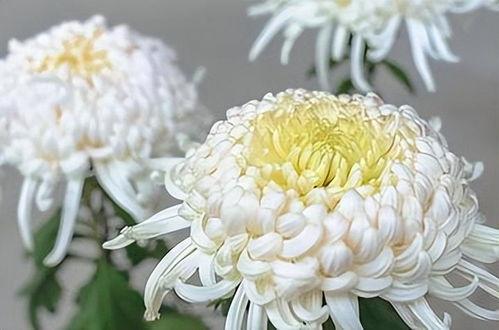 日本菊花在线观看,穿越时空的浪漫邂逅 第2张 日本菊花在线观看,穿越时空的浪漫邂逅 第2张