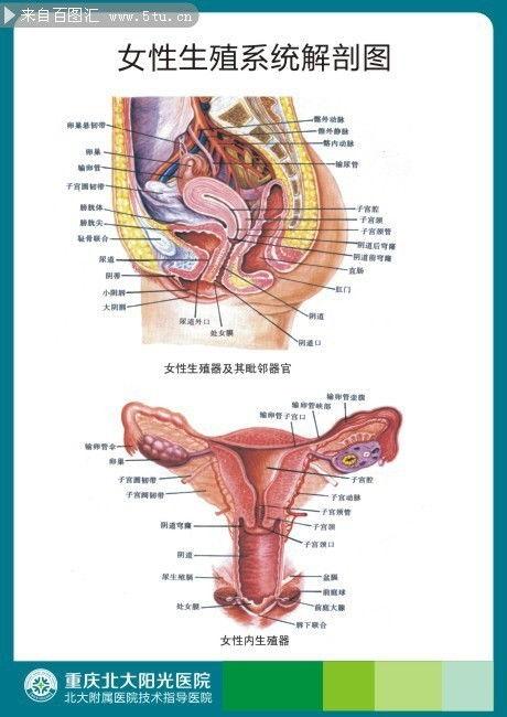 女子解剖视频在线观看,在线观看女性身体结构教学视频 第1张 女子解剖视频在线观看,在线观看女性身体结构教学视频 第1张