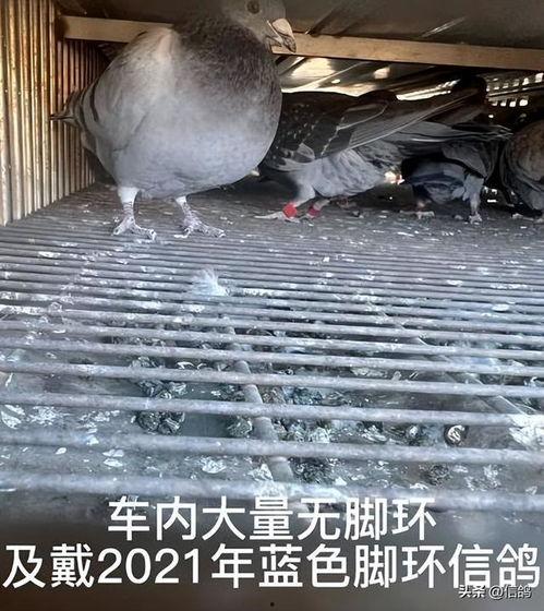 鸽子朋友爆料视频,揭秘视频背后的惊人真相 第2张 鸽子朋友爆料视频,揭秘视频背后的惊人真相 第2张
