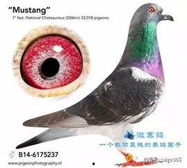 鸽子朋友爆料视频,揭秘视频背后的惊人真相 第3张 鸽子朋友爆料视频,揭秘视频背后的惊人真相 第3张