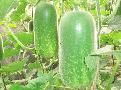 新疆网红吃瓜视频大全,趣味横生，笑料百出