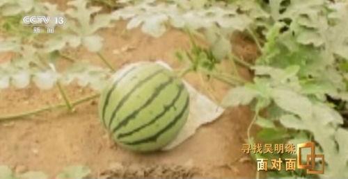 新疆网红吃瓜视频大全,趣味横生,笑料百出 第3张 新疆网红吃瓜视频大全,趣味横生,笑料百出 第3张