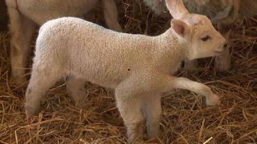 小羊妈妈爆料视频大全播放,揭秘幕后故事与精彩瞬间