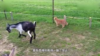 小羊妈妈爆料视频大全播放,揭秘幕后故事与精彩瞬间 第2张 小羊妈妈爆料视频大全播放,揭秘幕后故事与精彩瞬间 第2张