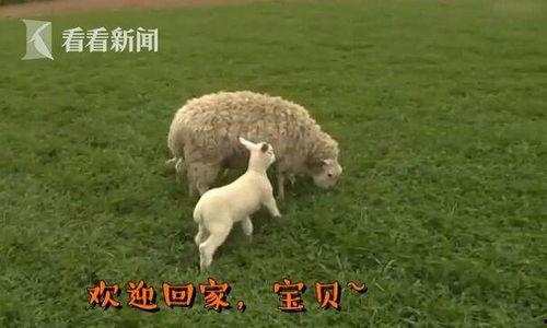 小羊妈妈爆料视频大全播放,揭秘幕后故事与精彩瞬间 第3张 小羊妈妈爆料视频大全播放,揭秘幕后故事与精彩瞬间 第3张