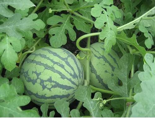 免费的吃瓜入口,畅享美食盛宴的秘密通道  第3张