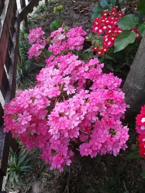 俏女性花开在线观看,一场视觉与情感的盛宴  第2张