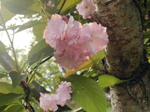 俏女性花开在线观看,一场视觉与情感的盛宴  第3张