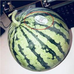 北美网红吃瓜,揭秘吃瓜背后的娱乐真相