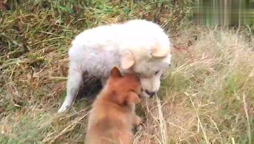 狗狗最新爆料视频下载免费,视频内容大揭秘，免费下载带你领略萌宠风采