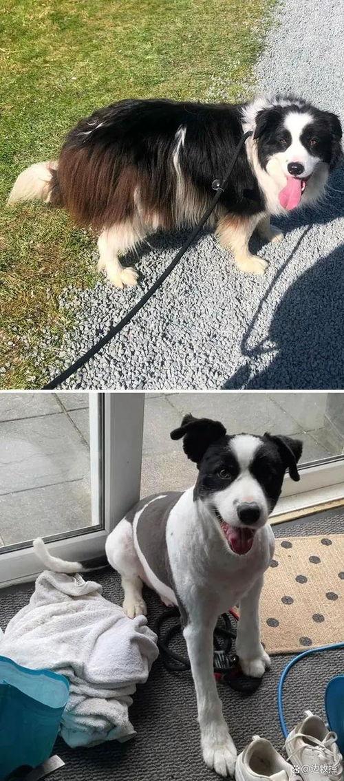 狗狗最新爆料视频下载免费,视频内容大揭秘,免费下载带你领略萌宠风采 第2张 狗狗最新爆料视频下载免费,视频内容大揭秘,免费下载带你领略萌宠风采 第2张