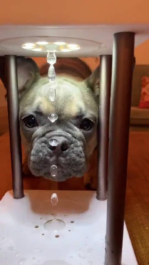 狗狗最新爆料视频下载免费,视频内容大揭秘,免费下载带你领略萌宠风采 第3张 狗狗最新爆料视频下载免费,视频内容大揭秘,免费下载带你领略萌宠风采 第3张