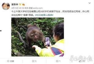 游客爆料猴子视频在线观看,在线观看惊现丛林奇观  第2张