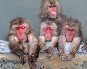 游客爆料猴子视频在线观看,在线观看惊现丛林奇观  第3张