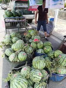 青岛网红小哥吃瓜事件,瓜田里的网络风云